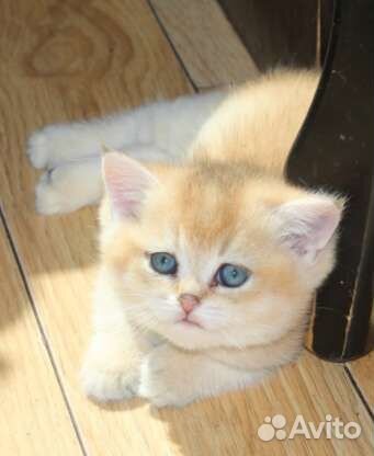 Котята золотая шиншилла