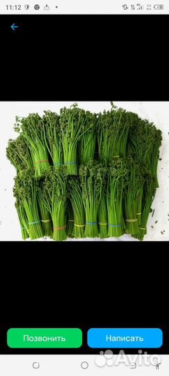 Папоротник орляк