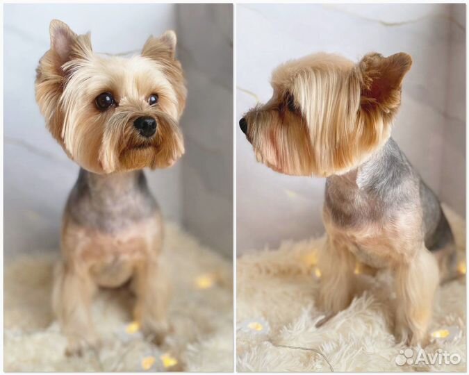 Груминг собак до 7 кг (стрижка и уход)