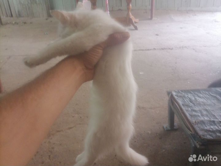 Кошка вислаухая