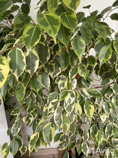 Комнатные цветы фикус Бенджамина