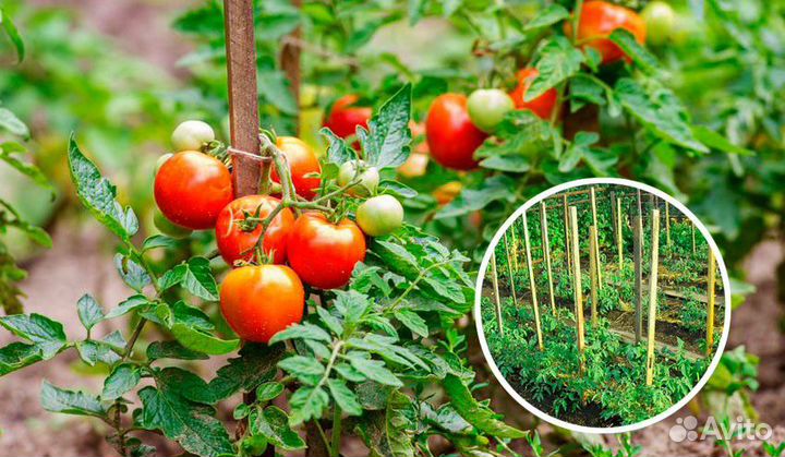 Колышки для подвязки помидор