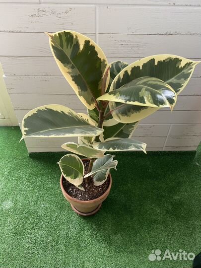 Фикус эластика тинеке