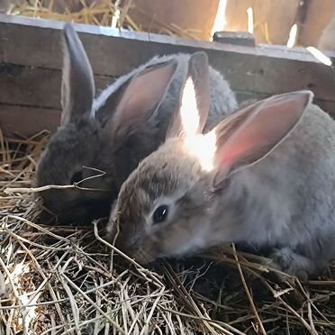 Кролики великаны