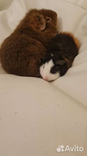 Морские свинки породы тедди- однополая пара