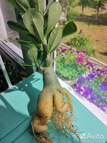 Адениум adenium