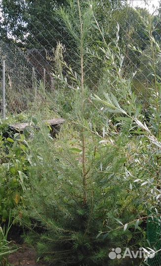 Лиственница китайская