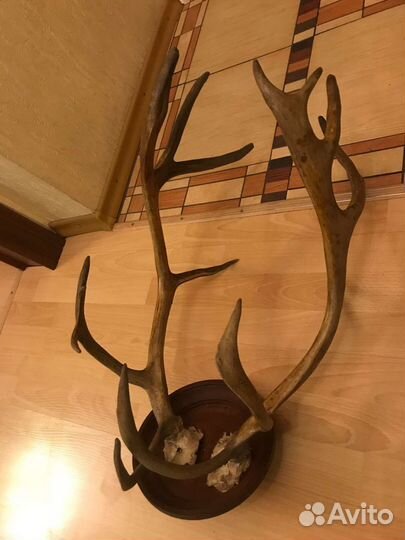 Рога оленя