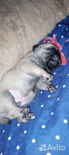 Щенок мопса бронирование
