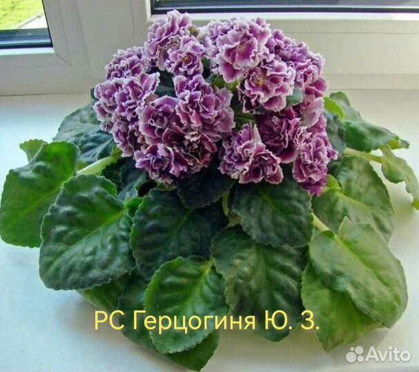 Детки сортовых фиалок из моей коллекции