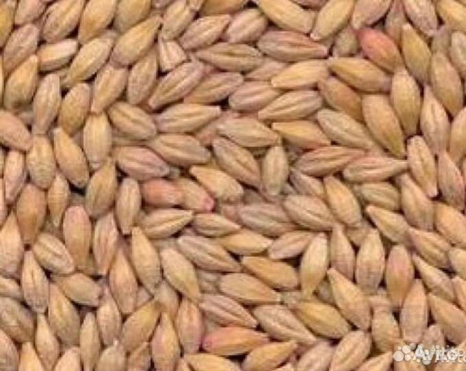 Зерно ячмень