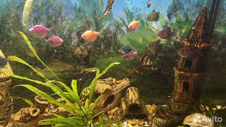 Продам аквариум с рыбками