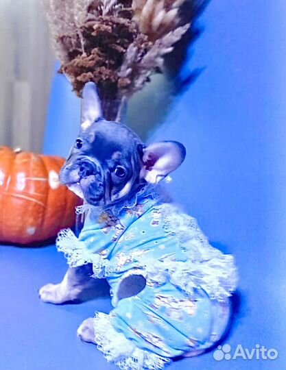 Голубые малыши французики