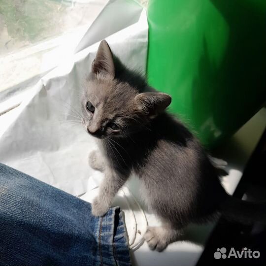 Котята ищут дом