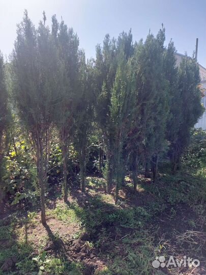 Продаются туи