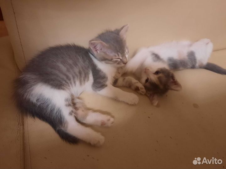 Мурчащее счастье