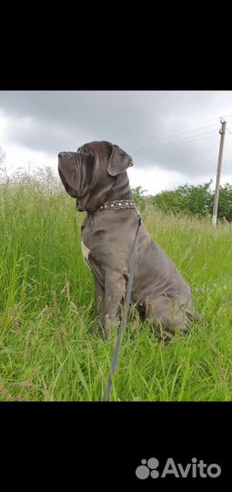 Собака в добрые руки отдам бесплатно