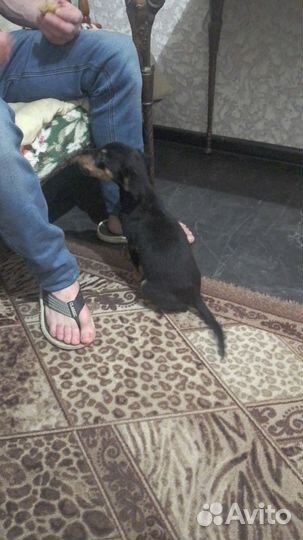 Собака в добрые руки отдам бесплатно