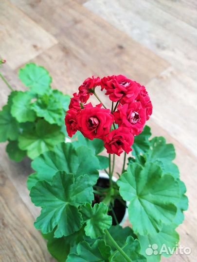 Комнатные цветы. Гиппеаструм, хлорофитум, герань