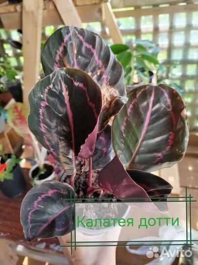 Сингониум imperial вайт, Калатея, эпипремнум марбл