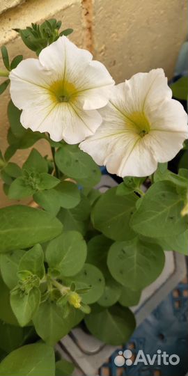 Рассада петунии кустовой