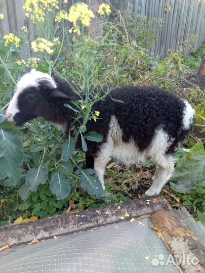 Продам барана