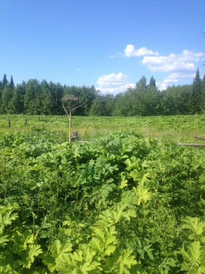 Участок 16 сот. (ИЖС)