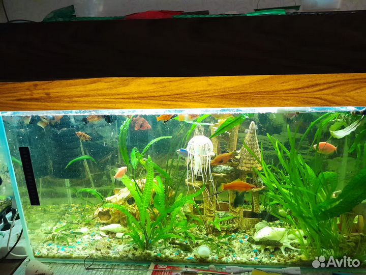 Аквариумы