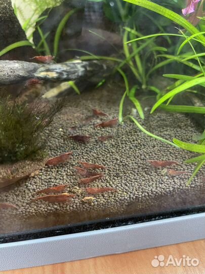 Креветки декоративные