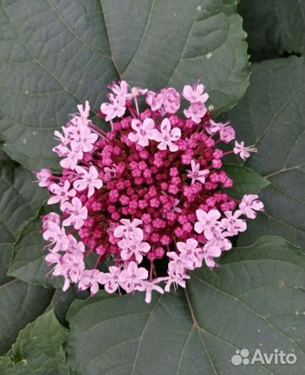 Клеродендрум Бунге растение для дома сада саженцы