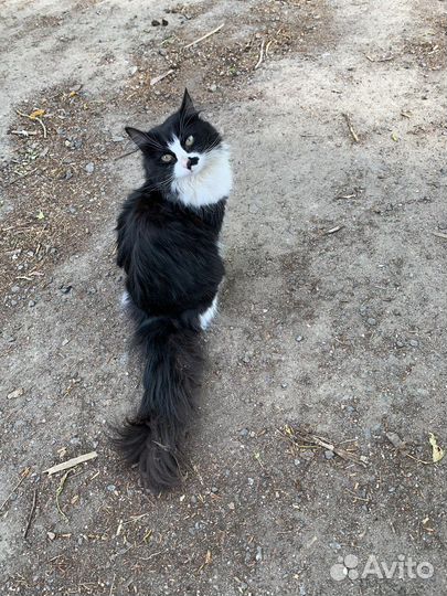 Кошечку выбросили на трассе