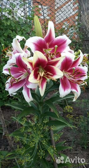 Лилии луковицы