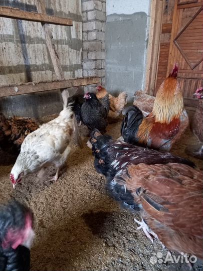 Инкубационное яйцо кур