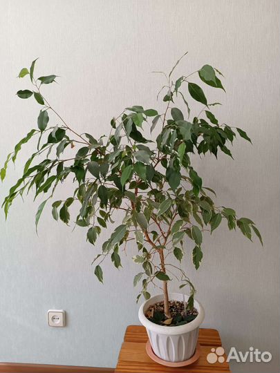 Фикус бенджамина