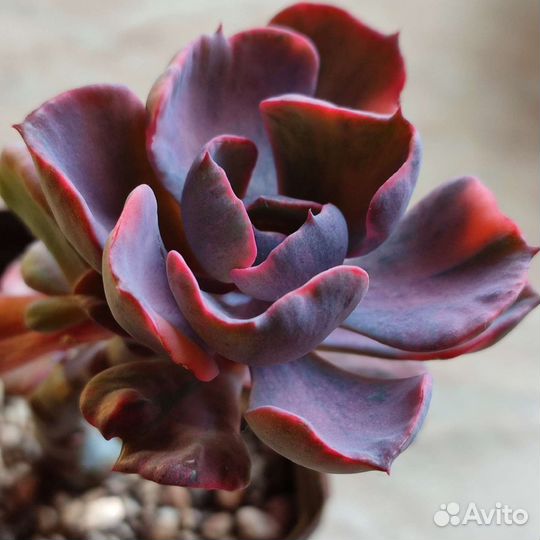 Редкие суккуленты(Эхеверии Альбом1)