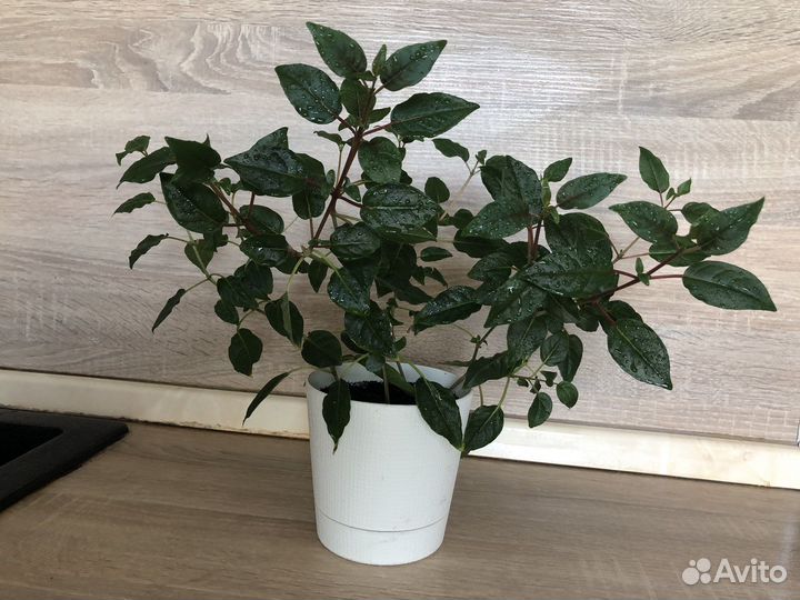 Фуксия сорторая