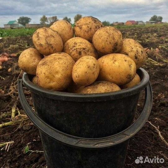 Лук, картофель, морковь,свекла