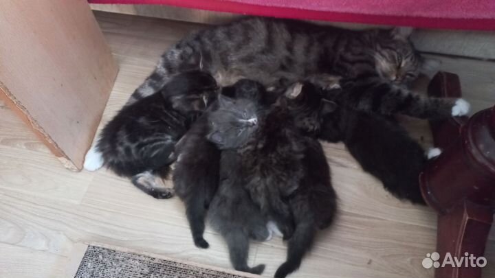 Котята в добрые руки