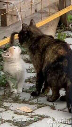 Стеша трехцветное счастье