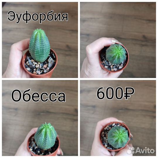 Суккуленты