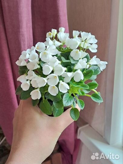 Черенки сортовых фиалок 10 шт