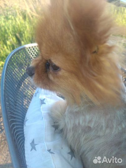 Выгул собак