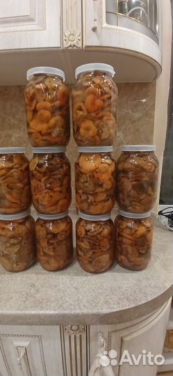 Сунской рыжик.Из лесов Кировской области