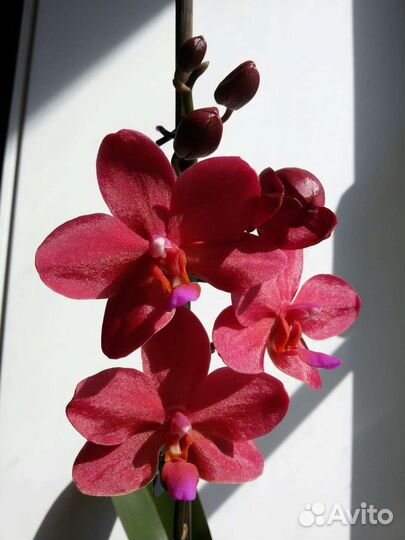 Орхидея фаленопсис Сокровище Будды