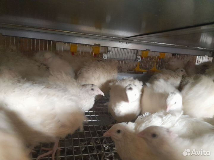 Яйца перепелиные инкубационное, утиное яйцо