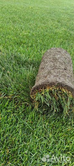 Рулонный газон