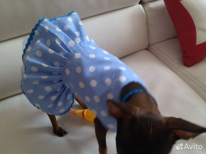 Платье для собаки