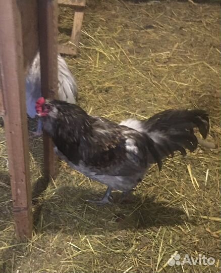 Петухи и куры амераукана