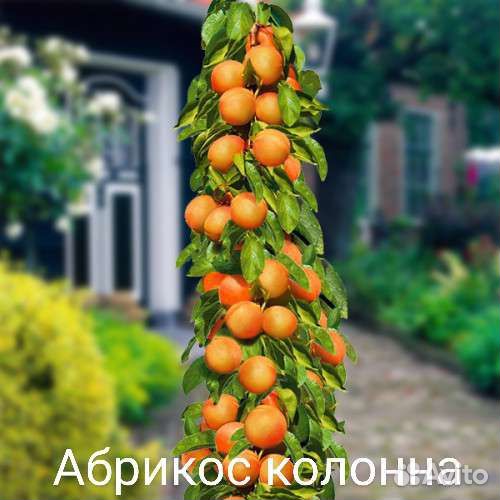 Абрикос колонна саженцы