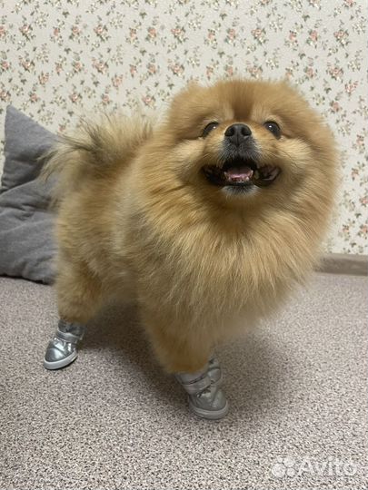 Обувь для собак мелких пород зимняя